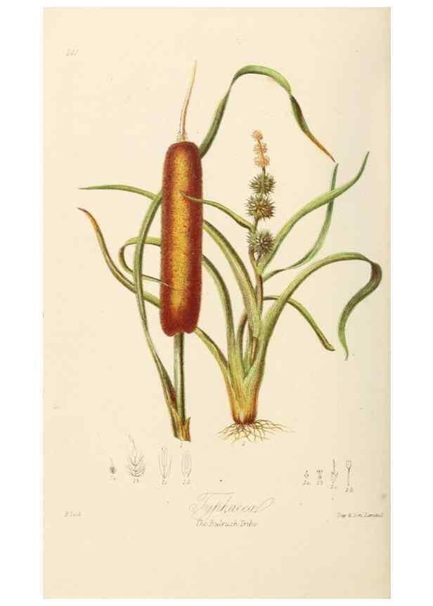 Reproducción/Reproduction 7739449938: Illustrations of the natural orders of plants with groups and descriptions.. London :Sampson Low, Son, and Marston,1868.