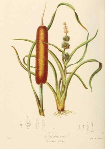 Reproducción/Reproduction 7739449938: Illustrations of the natural orders of plants with groups and descriptions.. London :Sampson Low, Son, and Marston,1868.