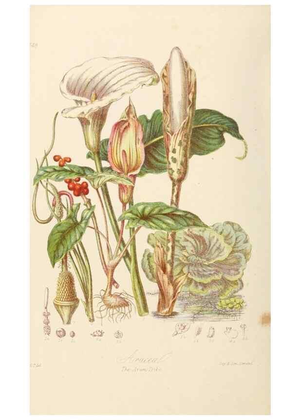 Reproducción/Reproduction 7739450798: Illustrations of the natural orders of plants with groups and descriptions.. London :Sampson Low, Son, and Marston,1868.