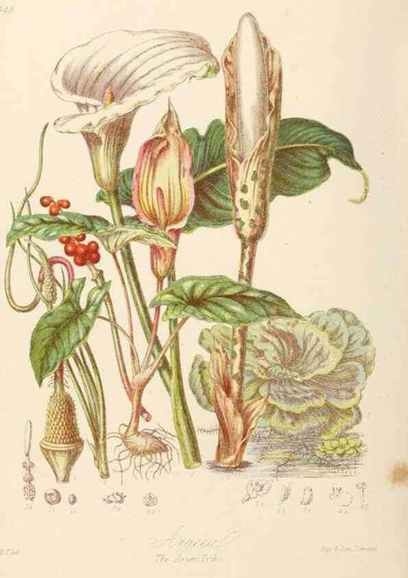 Reproducción/Reproduction 7739450798: Illustrations of the natural orders of plants with groups and descriptions.. London :Sampson Low, Son, and Marston,1868.