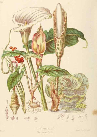 Reproducción/Reproduction 7739450798: Illustrations of the natural orders of plants with groups and descriptions.. London :Sampson Low, Son, and Marston,1868.