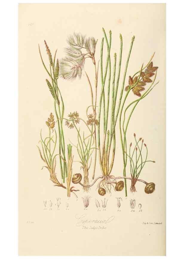 Reproducción/Reproduction 7739451692: Illustrations of the natural orders of plants with groups and descriptions.. London :Sampson Low, Son, and Marston,1868.