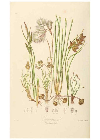 Reproducción/Reproduction 7739451692: Illustrations of the natural orders of plants with groups and descriptions.. London :Sampson Low, Son, and Marston,1868.