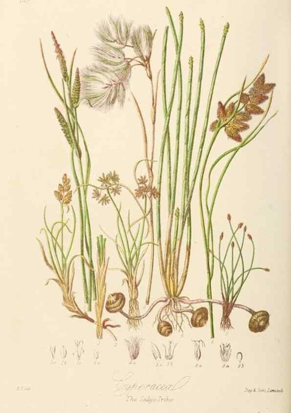Reproducción/Reproduction 7739451692: Illustrations of the natural orders of plants with groups and descriptions.. London :Sampson Low, Son, and Marston,1868.