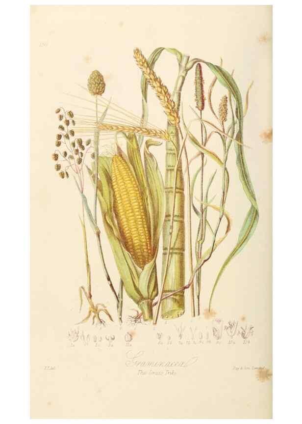 Reproducción/Reproduction 7739452644: Illustrations of the natural orders of plants with groups and descriptions.. London :Sampson Low, Son, and Marston,1868.