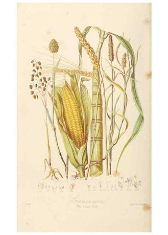 Reproducción/Reproduction 7739452644: Illustrations of the natural orders of plants with groups and descriptions.. London :Sampson Low, Son, and Marston,1868.