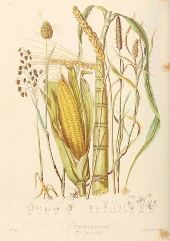 Reproducción/Reproduction 7739452644: Illustrations of the natural orders of plants with groups and descriptions.. London :Sampson Low, Son, and Marston,1868.