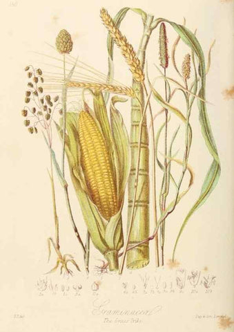 Reproducción/Reproduction 7739452644: Illustrations of the natural orders of plants with groups and descriptions.. London :Sampson Low, Son, and Marston,1868.