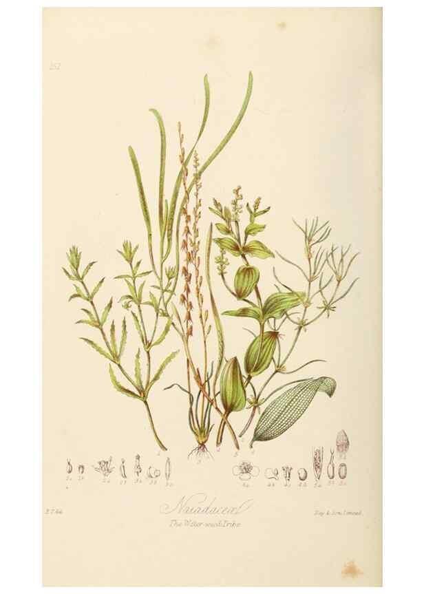 Reproducción/Reproduction 7739453610: Illustrations of the natural orders of plants with groups and descriptions.. London :Sampson Low, Son, and Marston,1868.
