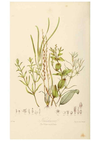 Reproducción/Reproduction 7739453610: Illustrations of the natural orders of plants with groups and descriptions.. London :Sampson Low, Son, and Marston,1868.