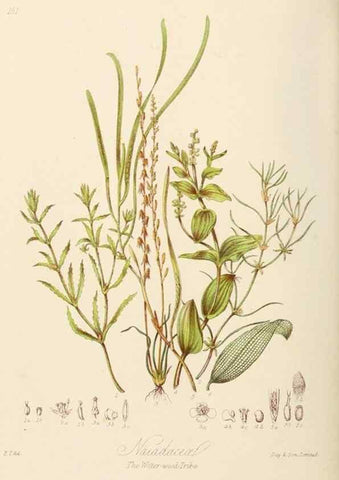 Reproducción/Reproduction 7739453610: Illustrations of the natural orders of plants with groups and descriptions.. London :Sampson Low, Son, and Marston,1868.