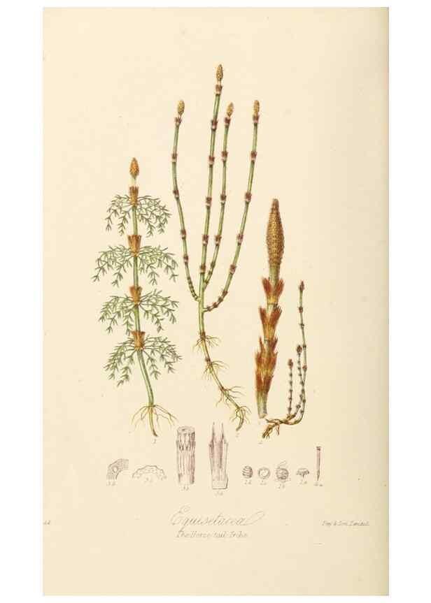 Reproducción/Reproduction 7739454362: Illustrations of the natural orders of plants with groups and descriptions.. London :Sampson Low, Son, and Marston,1868.