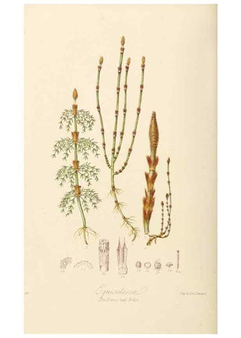 Reproducción/Reproduction 7739454362: Illustrations of the natural orders of plants with groups and descriptions.. London :Sampson Low, Son, and Marston,1868.