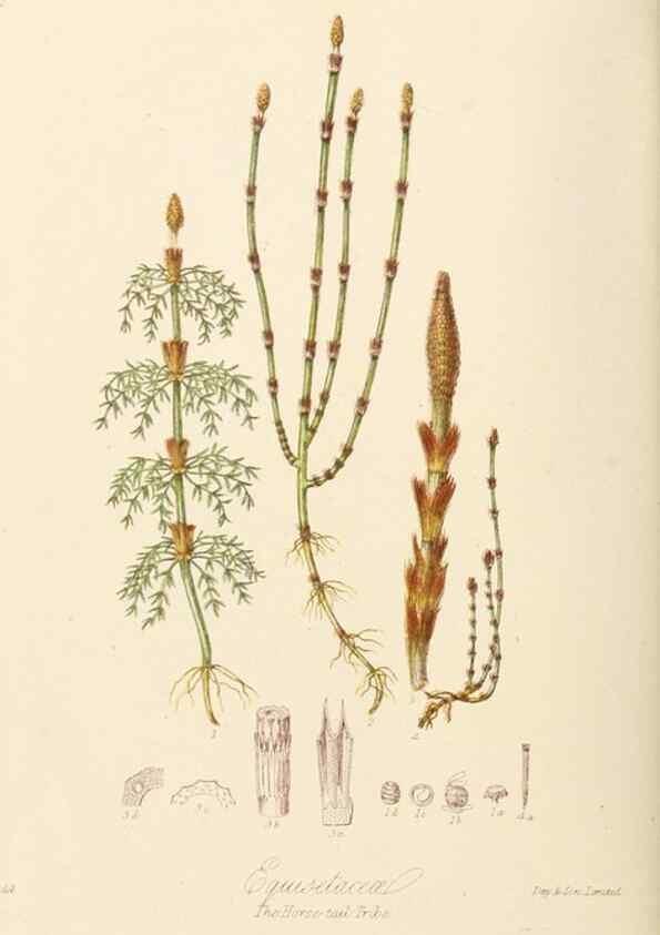 Reproducción/Reproduction 7739454362: Illustrations of the natural orders of plants with groups and descriptions.. London :Sampson Low, Son, and Marston,1868.
