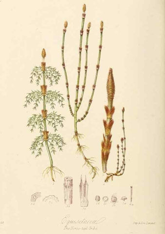 Reproducción/Reproduction 7739454362: Illustrations of the natural orders of plants with groups and descriptions.. London :Sampson Low, Son, and Marston,1868.