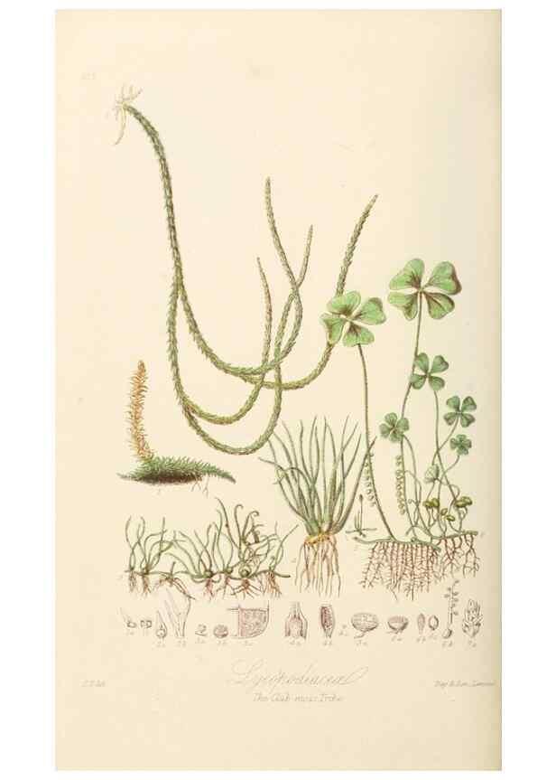 Reproducción/Reproduction 7739455196: Illustrations of the natural orders of plants with groups and descriptions.. London :Sampson Low, Son, and Marston,1868.