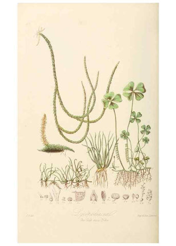 Reproducción/Reproduction 7739455196: Illustrations of the natural orders of plants with groups and descriptions.. London :Sampson Low, Son, and Marston,1868.