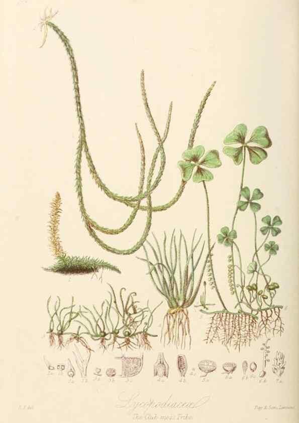 Reproducción/Reproduction 7739455196: Illustrations of the natural orders of plants with groups and descriptions.. London :Sampson Low, Son, and Marston,1868.