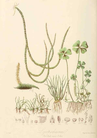Reproducción/Reproduction 7739455196: Illustrations of the natural orders of plants with groups and descriptions.. London :Sampson Low, Son, and Marston,1868.
