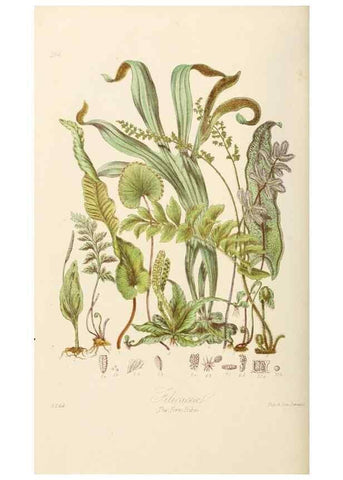 Reproducción/Reproduction 7739456250: Illustrations of the natural orders of plants with groups and descriptions.. London :Sampson Low, Son, and Marston,1868.