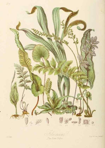 Reproducción/Reproduction 7739456250: Illustrations of the natural orders of plants with groups and descriptions.. London :Sampson Low, Son, and Marston,1868.
