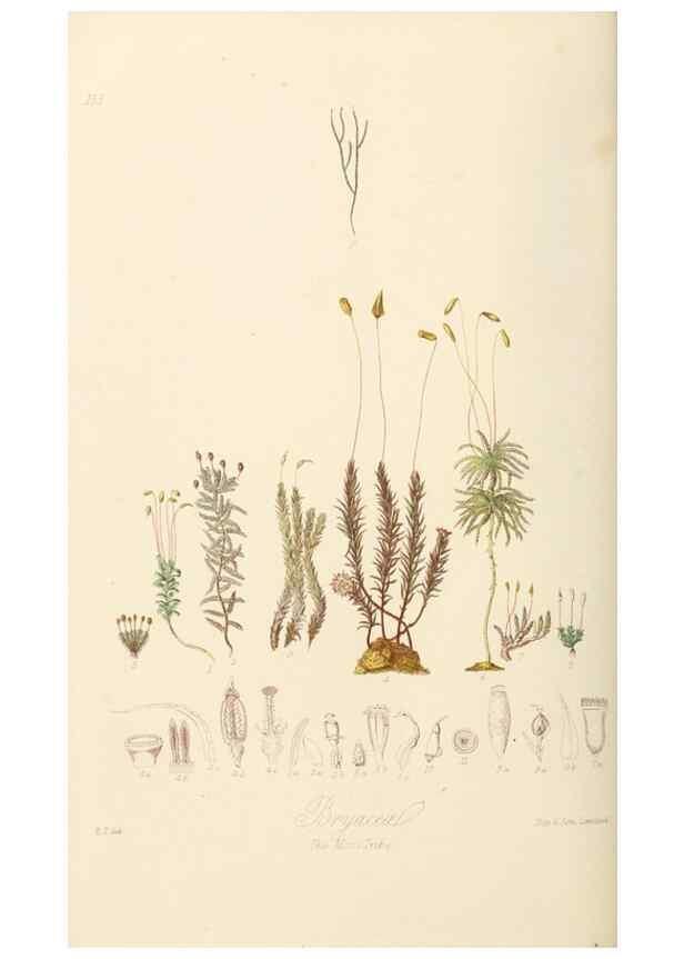 Reproducción/Reproduction 7739457002: Illustrations of the natural orders of plants with groups and descriptions.. London :Sampson Low, Son, and Marston,1868.