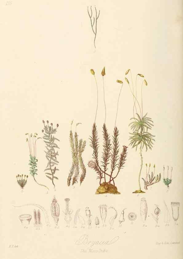 Reproducción/Reproduction 7739457002: Illustrations of the natural orders of plants with groups and descriptions.. London :Sampson Low, Son, and Marston,1868.