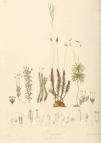 Reproducción/Reproduction 7739457002: Illustrations of the natural orders of plants with groups and descriptions.. London :Sampson Low, Son, and Marston,1868.