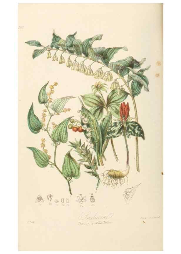 Reproducción/Reproduction 7739443814: Illustrations of the natural orders of plants with groups and descriptions.. London :Sampson Low, Son, and Marston,1868.