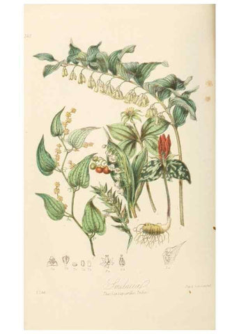 Reproducción/Reproduction 7739443814: Illustrations of the natural orders of plants with groups and descriptions.. London :Sampson Low, Son, and Marston,1868.