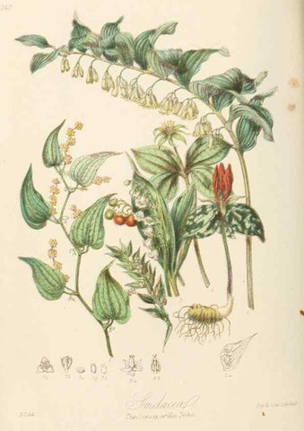 Reproducción/Reproduction 7739443814: Illustrations of the natural orders of plants with groups and descriptions.. London :Sampson Low, Son, and Marston,1868.