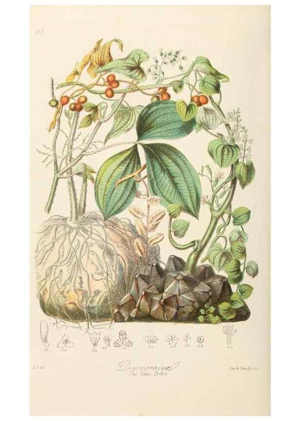 Reproducción/Reproduction 7739442846: Illustrations of the natural orders of plants with groups and descriptions.. London :Sampson Low, Son, and Marston,1868.