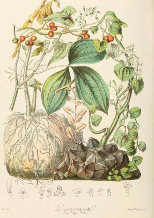 Reproducción/Reproduction 7739442846: Illustrations of the natural orders of plants with groups and descriptions.. London :Sampson Low, Son, and Marston,1868.