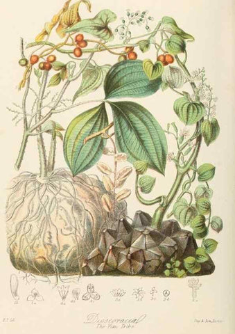 Reproducción/Reproduction 7739442846: Illustrations of the natural orders of plants with groups and descriptions.. London :Sampson Low, Son, and Marston,1868.