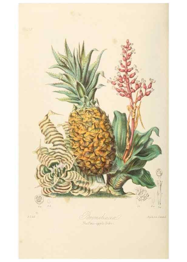 Reproducción/Reproduction 7739441746: Illustrations of the natural orders of plants with groups and descriptions.. London :Sampson Low, Son, and Marston,1868.
