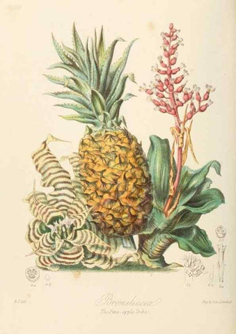 Reproducción/Reproduction 7739441746: Illustrations of the natural orders of plants with groups and descriptions.. London :Sampson Low, Son, and Marston,1868.