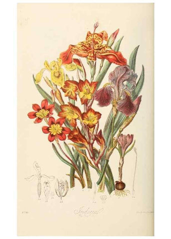 Reproducción/Reproduction 7739440810: Illustrations of the natural orders of plants with groups and descriptions.. London :Sampson Low, Son, and Marston,1868.