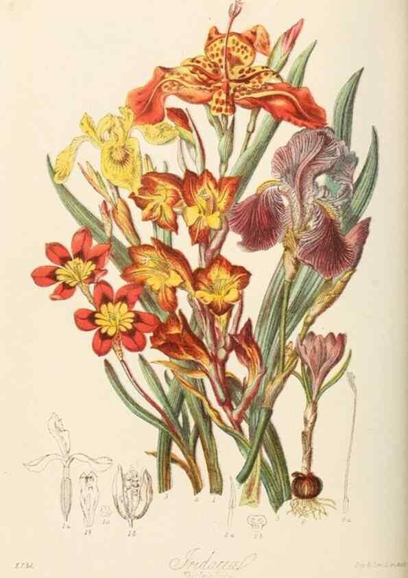 Reproducción/Reproduction 7739440810: Illustrations of the natural orders of plants with groups and descriptions.. London :Sampson Low, Son, and Marston,1868.
