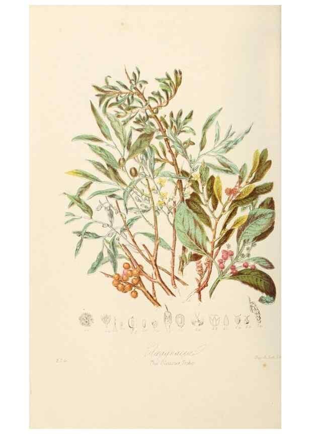 Reproducción/Reproduction 7739424344: Illustrations of the natural orders of plants with groups and descriptions.. London :Sampson Low, Son, and Marston,1868.