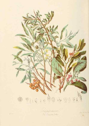 Reproducción/Reproduction 7739424344: Illustrations of the natural orders of plants with groups and descriptions.. London :Sampson Low, Son, and Marston,1868.
