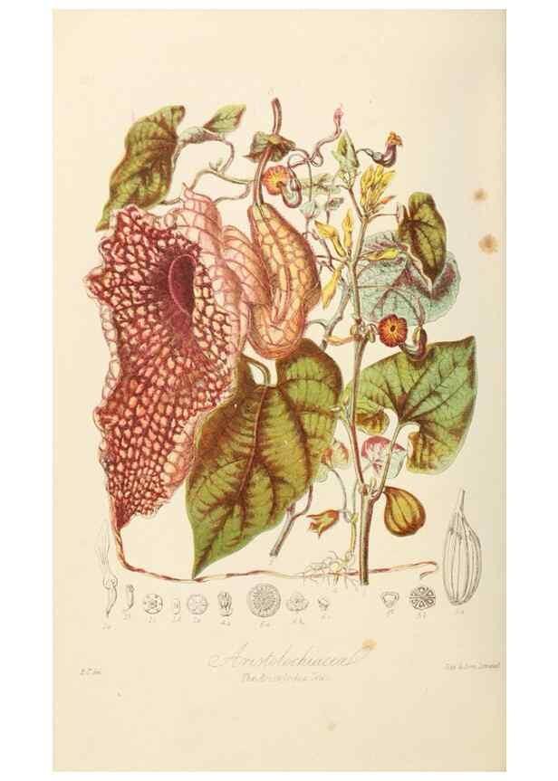 Reproducción/Reproduction 7739425344: Illustrations of the natural orders of plants with groups and descriptions.. London :Sampson Low, Son, and Marston,1868.