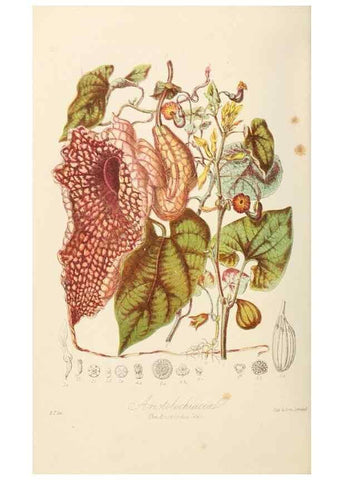Reproducción/Reproduction 7739425344: Illustrations of the natural orders of plants with groups and descriptions.. London :Sampson Low, Son, and Marston,1868.
