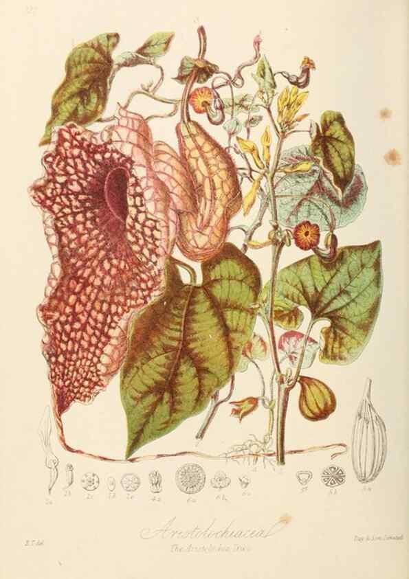Reproducción/Reproduction 7739425344: Illustrations of the natural orders of plants with groups and descriptions.. London :Sampson Low, Son, and Marston,1868.