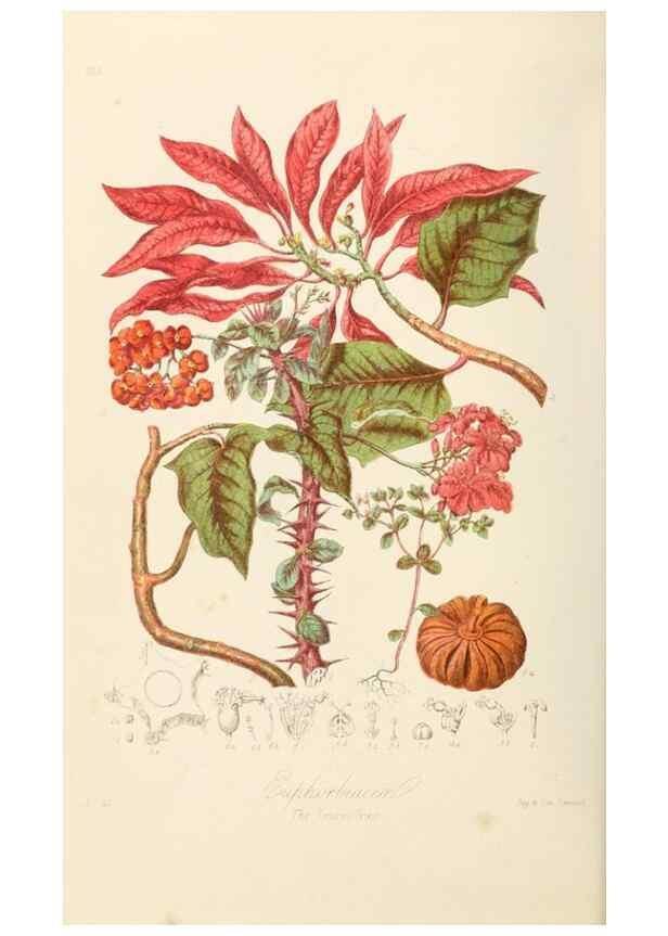 Reproducción/Reproduction 7739426334: Illustrations of the natural orders of plants with groups and descriptions.. London :Sampson Low, Son, and Marston,1868.