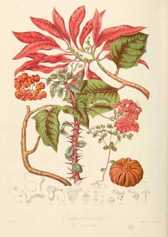 Reproducción/Reproduction 7739426334: Illustrations of the natural orders of plants with groups and descriptions.. London :Sampson Low, Son, and Marston,1868.