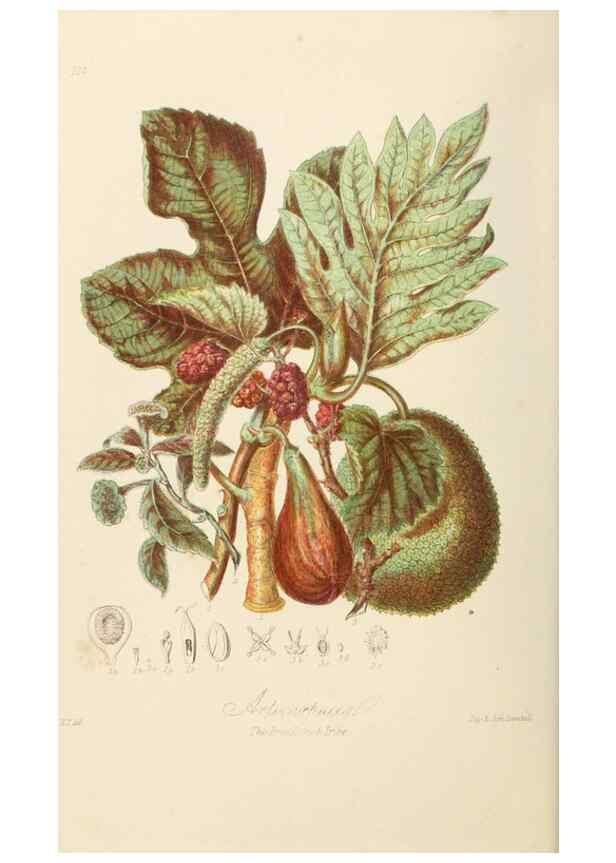 Reproducción/Reproduction 7739427448: Illustrations of the natural orders of plants with groups and descriptions.. London :Sampson Low, Son, and Marston,1868.