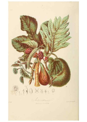 Reproducción/Reproduction 7739427448: Illustrations of the natural orders of plants with groups and descriptions.. London :Sampson Low, Son, and Marston,1868.