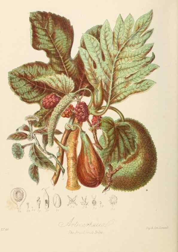 Reproducción/Reproduction 7739427448: Illustrations of the natural orders of plants with groups and descriptions.. London :Sampson Low, Son, and Marston,1868.