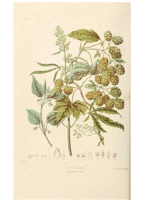 Reproducción/Reproduction 7739428536: Illustrations of the natural orders of plants with groups and descriptions.. London :Sampson Low, Son, and Marston,1868.