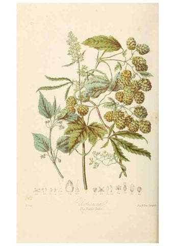 Reproducción/Reproduction 7739428536: Illustrations of the natural orders of plants with groups and descriptions.. London :Sampson Low, Son, and Marston,1868.